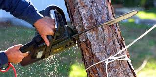 Best Emergency Tree Removal  in Mountain View Ranches, AZ